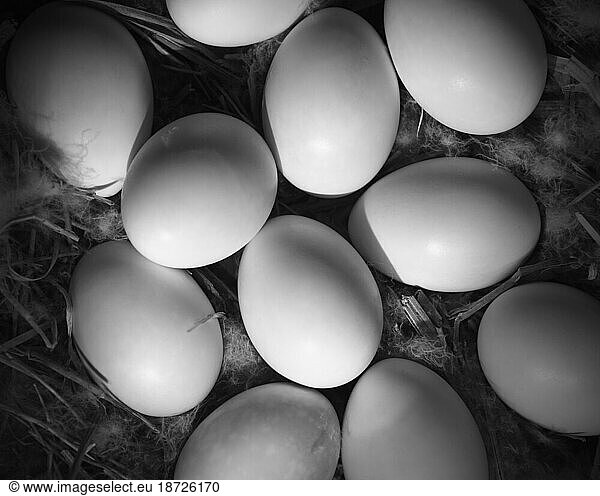 Birds eggs in a nest at a museum in Santa Barbara  California.