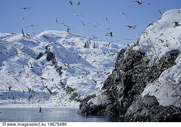 birds flying around glaciers and ocean  Shoup bay near Valdez  Alaska