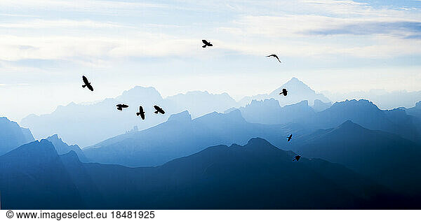 Birds flying over mountains at Dolomites  Italy