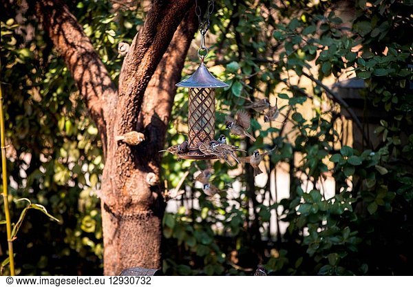 Birds foraging