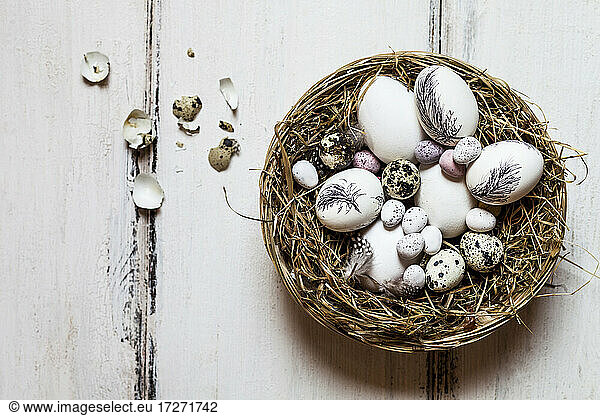Birds nest filled with quail and Easter eggs