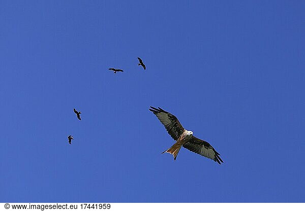 Birds of prey flying against clear blue sky
