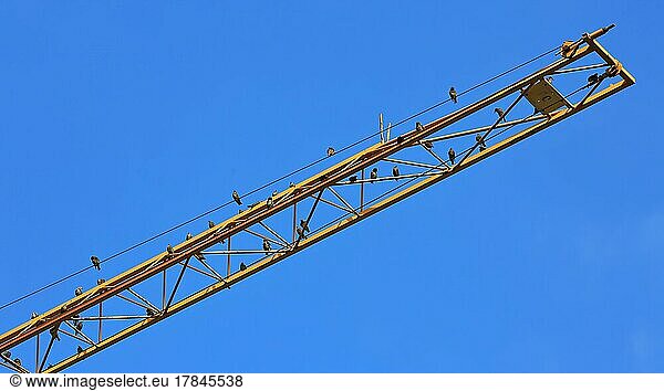 Birds sitting on a yellow crane boom. Blue cloudless sky in the background