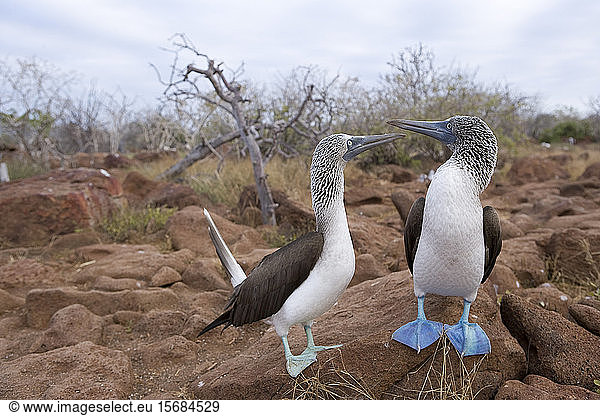 birds  wildlife  galapagos