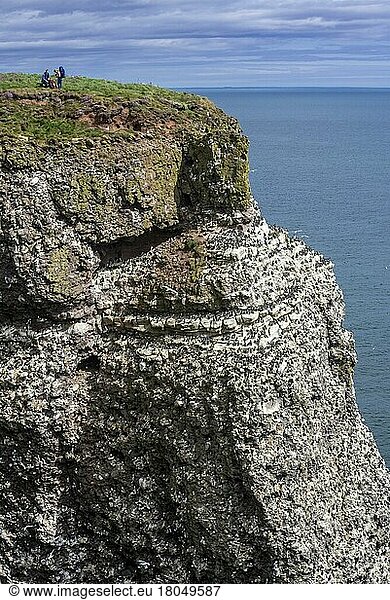 Birdwatcher at the top of the cliffs  home to the seabird colony in the spring breeding season at Fowlsheugh  a coastal nature reserve in Kincardineshire  Scotland  UK