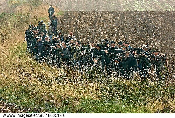 Birdwatchers  crowd of 'twitchers' watching and photographing vagrant bird  England  United Kingdom  Europe