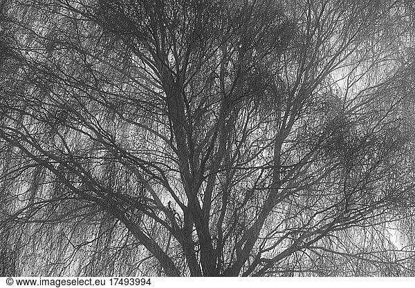 Birke (Betula)  Baumkrone mit Raureif und Nebel  Nordrhein-Westfalen  Deutschland  Europa