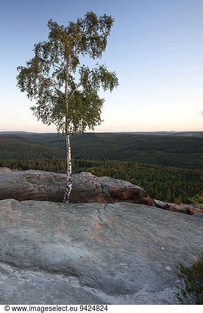 Birke (Betula sp.) Abendstimmung Pfaffenstein im Elbsandsteingebirge Sachsen Deutschland Europa