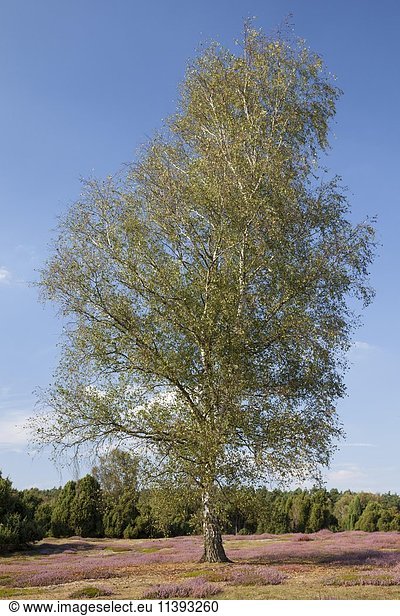 Birke (Betula) und blühende Heide Naturschutzgebiet Westruper Heide Münsterland Nordrhein-Westfalen Deutschland Europa