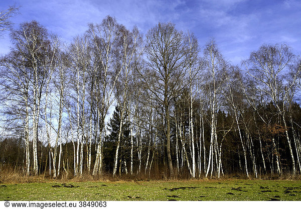 Birken, Chiemgau, Oberbayern, Deutschland, Europa