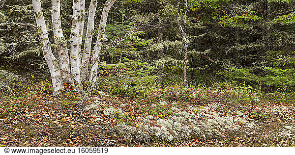 Birken am Waldrand mit herbstlich gefärbten Blättern auf dem Boden; Thunder Bay  Ontario  Kanada