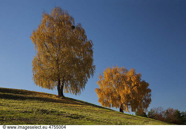 Birken (Betula) im herbstlichen Laub  Steiermark  Österreich  Europa