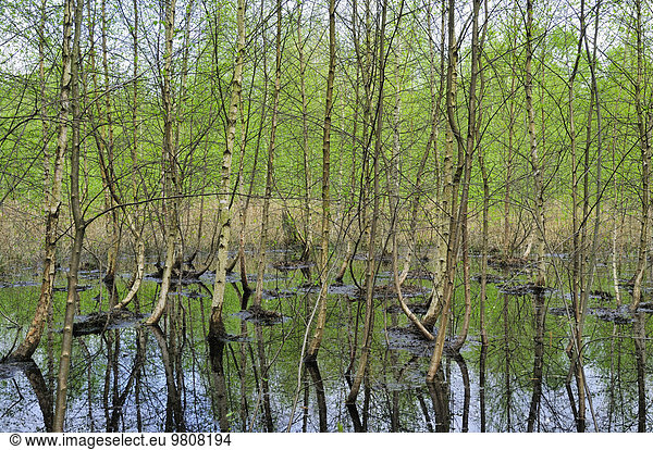 Birken (Betula) im Moorgewässer im Venner Moor  Naturschutzgebiet  Nordrhein-Westfalen  Deutschland  Europa