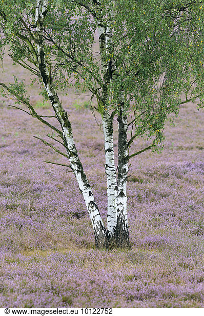Birken (Betula sp.) in der Besenheide (Calluna vulgaris)  Naturschutzgebiet Westruper Heide  Nordrhein-Westfalen  Deutschland  Europa