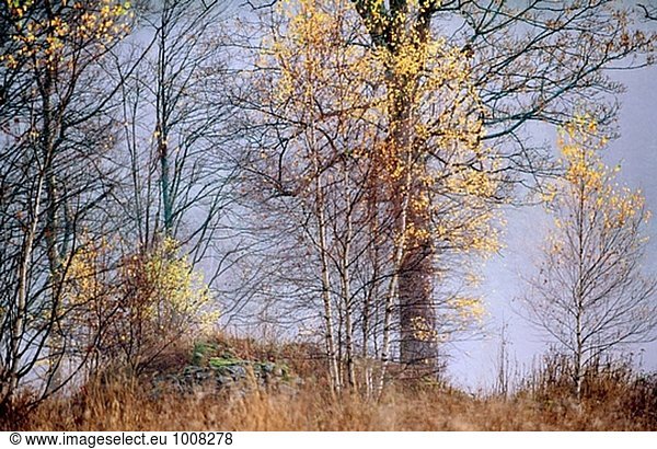 Birken in Herbstfarben. Gruppe von Bäumen. Nebel. Nationalpark Sumava. Tschechische Republik.