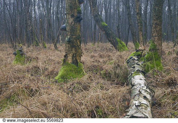 Birkenbruchwald  Moor-Birken (Betula pubescens)  Hilter  Emsland  Niedersachsen  Deutschland  Europa
