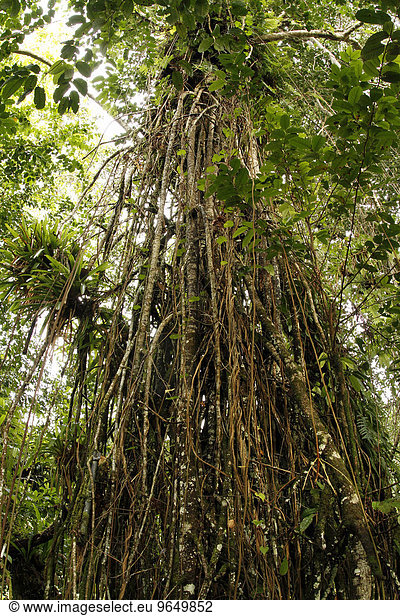 Birkenfeige (Ficus) mit Luftwurzeln im Cocos Island Nationalpark  Cocos Island  Kokos-Insel  Costa Rica  Nordamerika