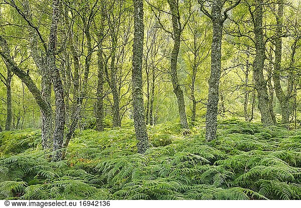 Birkenwald  Craigellachie National Nature Reserve  Schottland  Großbritannien  Europa
