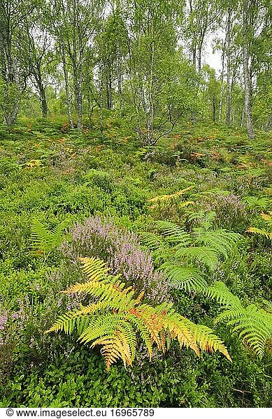 Birkenwald  Craigellachie National Nature Reserve  Schottland  Großbritannien  Europa