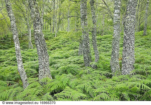 Birkenwald  Craigellachie National Nature Reserve  Schottland  Großbritannien  Europa