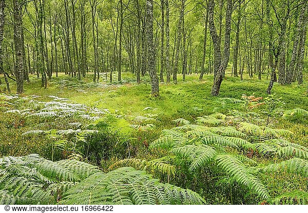 Birkenwald  Craigellachie National Nature Reserve  Schottland  Großbritannien  Europa