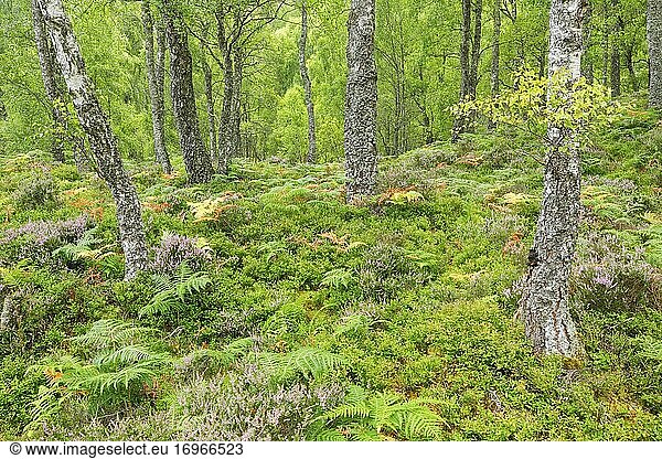 Birkenwald  Craigellachie National Nature Reserve  Schottland  Großbritannien  Europa