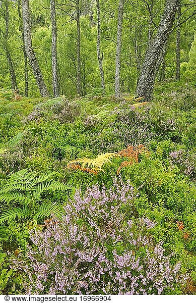 Birkenwald  Craigellachie National Nature Reserve  Schottland  Großbritannien  Europa