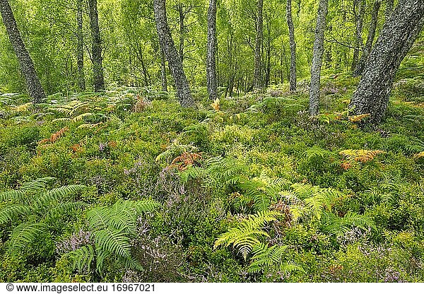 Birkenwald  Craigellachie National Nature Reserve  Schottland  Großbritannien  Europa