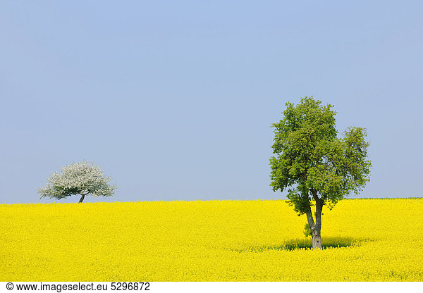 Birnbaum (Pyrus) und bl¸hender Apfelbaum (Malus) in Rapsfeld  Unterfranken  Bayern  Deutschland  Europa