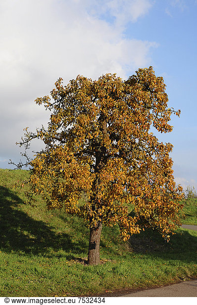 Birnenbaum (Pyrus) am Lühedeich Borstel Altes Land Niedersachsen Deutschland Europa