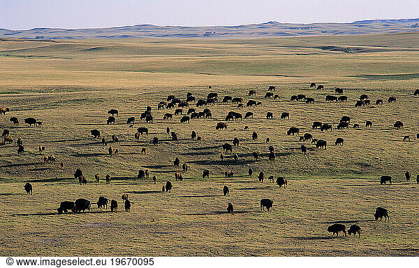 Bison herd  South Dakota