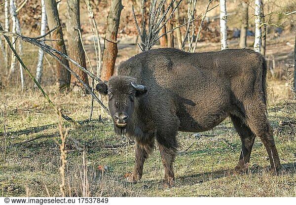 Bison or european bison (Bos bonasus)  Heinz Sielmanns Naturlandschaft  Döberitzer Heide  Wustermark  Brandenburg  Germany  Europe