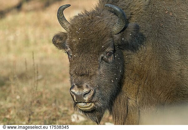 Bison or european bison (Bos bonasus)  Heinz Sielmanns Naturlandschaft  Döberitzer Heide  Wustermark  Brandenburg  Germany  Europe