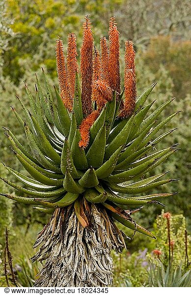 Bittere Aloe (Aloe ferox) blüht  Südafrika  August