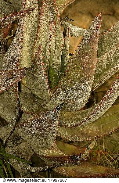 Bittere Aloe-Blätter (Aloe ferox)  mit Befall von Aloe White Scale (Duplachionaspis exalbida)  Thornkloof  Eastern Cape  Südafrika