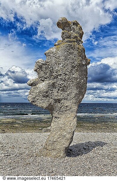 Bizarre Rauke  Raukar  Kalksteinsäule  Felsen am Kiesstrand  Erosion  Langhammars Naturreservat  Insel Fårö  Farö  bei Gotland  Schweden  Europa