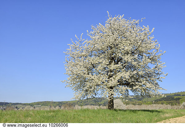blühen, Baum, Kirsche, Wiese, Deutschland, Baden-Württemberg