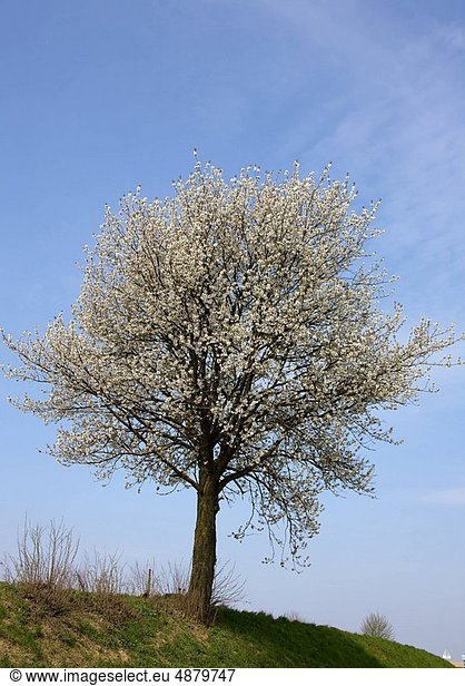 blühen  Baum