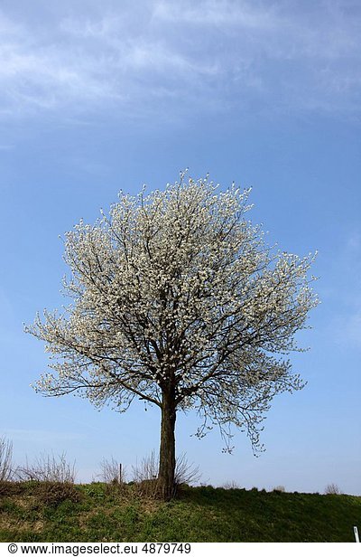 blühen  Baum