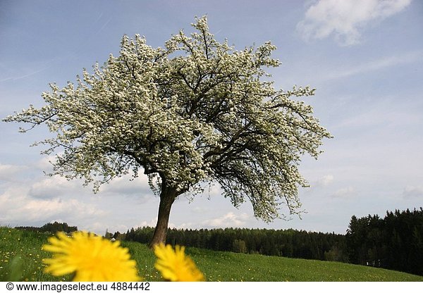 blühen Baum