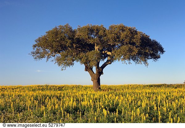 blühen  Baum  gelb  Feld  Eiche  Korken  Alentejo  Lupine  Portugal