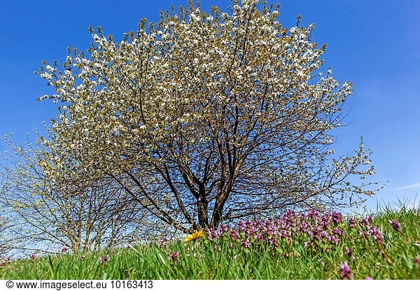 blühen Baum Kirsche Wiese