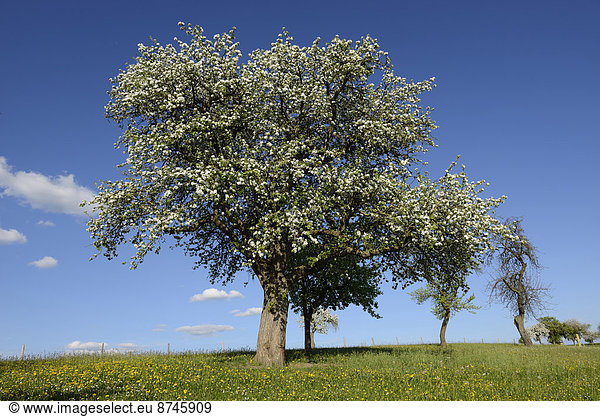 blühen Baum Wiese Apfel Bayern Deutschland Oberpfalz