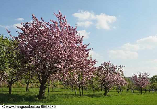 blühen Palast Schloß Schlösser Baum Kirsche Deutschland Baden-Württemberg