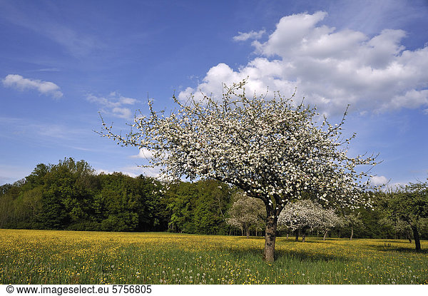 Blühende Apfelbäume auf einer Streuobstwiese  Laipersdorf  Mittelfranken  Bayern  Deutschland  Europa