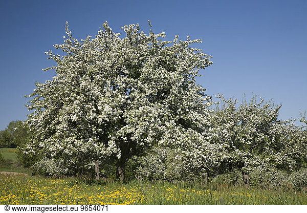 Blühende Apfelbäume auf einer Wiese  Sachsen  Deutschland  Europa