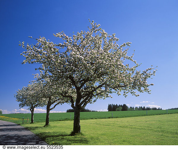 Blühende Apfelbäume bei Illerbeuren  Unterallgäu  Allgäu  Schwaben  Bayern