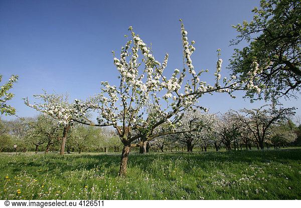Blühende Apfelbäume (Malus domestica) auf einer Streuobstwiese  Oberbayern  Bayern  Deutschland  Europa