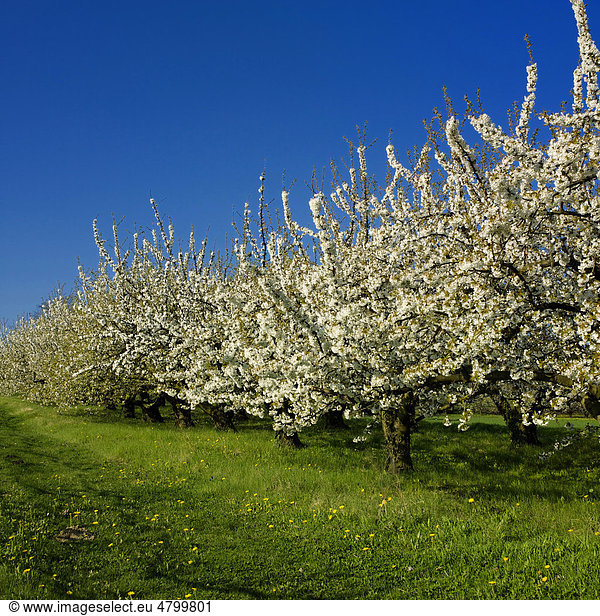 Blühende Apfelbäume  Puy de Dome  Auvergne  Frankreich  Europa