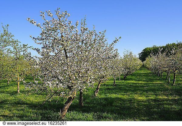 Blühende Apfelbaum-Plantage (Malus domestica),  nahe Breitbrunn bei Herrsching,  Fünfseenland,  Oberbayern,  Bayern,  Deutschland,  Europa